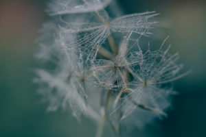 Seed stand / flying seeds on a withered plant Seed stand / flying seeds on a withered plant